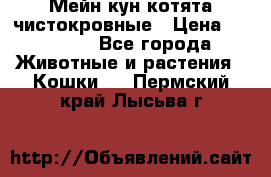 Мейн-кун котята чистокровные › Цена ­ 25 000 - Все города Животные и растения » Кошки   . Пермский край,Лысьва г.